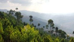 09042013_162944_Foresta_pakistan.jpg