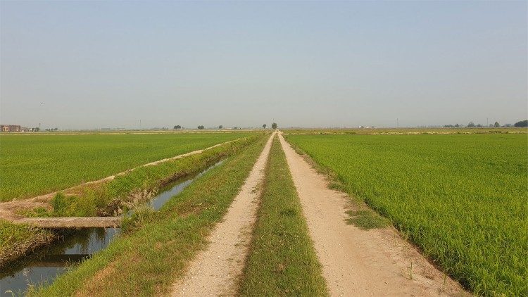 La monotonía de los arrozales en el valle del Po.