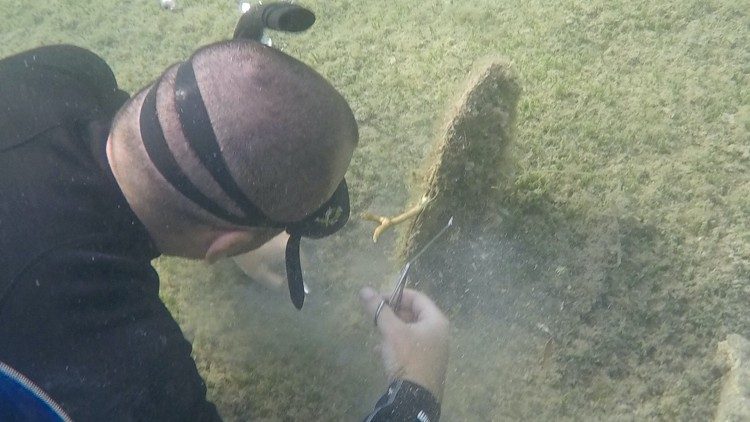 Un buzo en la obra de salvar los ejemplares que quedan